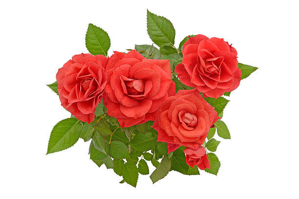 Bouquet ot red roses stock photo