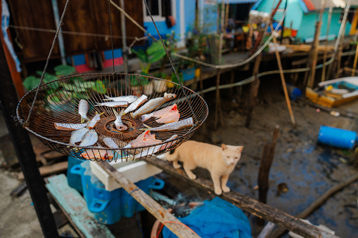 Red cat walking near the drying fish in fishing village in Thailand