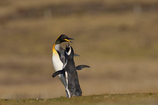 Altercation between penguins Altercation between King Penguin (Aptenodytes patagonicus) and Magellanic Penguin (Spheniscus magellanicus) at Volunteer Point in the Falkland Islands. penguins fighting stock pictures, royalty-free photos & images