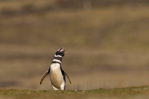 Magellanic Penguin (Spheniscus magellanicus) standing on grassland near its burrow at Volunteer Point in the Falkland Islands.