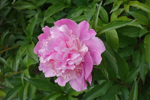 Close shot of one pink flower of common peony in May