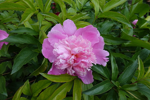 common peony with one pink flower in May