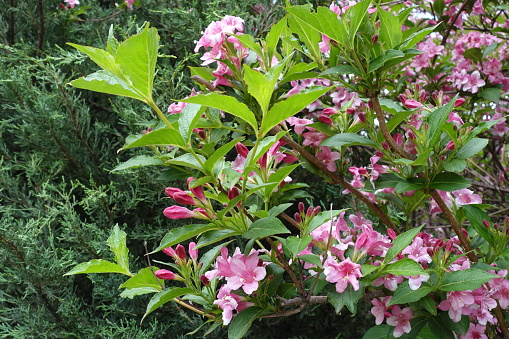 Weigela florida bush with pink flowers and buds in mid May