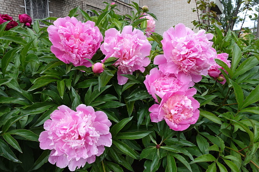 Large pink and magenta colored flowers of common peonies in May