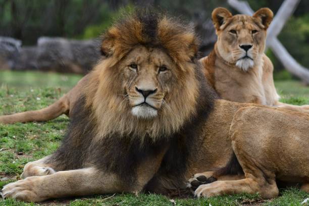 istock Male lion with lioness 1779762734