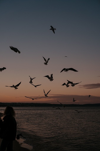 A lot of birds flying over sea during sunset time