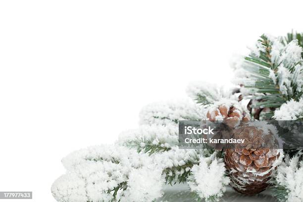 モミの木の枝が雪で覆われた - 雪のストックフォトや画像を多数ご用意 - 雪, パイン材, 枝