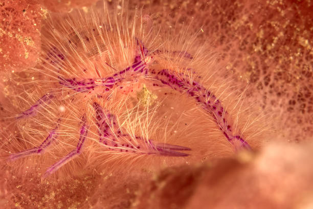 istock Purple squat lobster 1779777551
