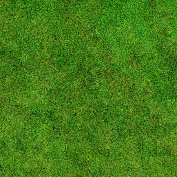 istock Background of short-cropped green grass 1779780407