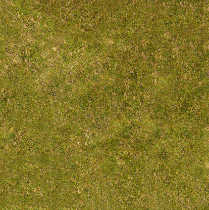 Background of sun-bleached grass of green-brown color close-up view from above