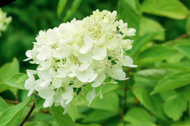 istock Delicate bloom of white tree hydrangea in a summer garden in August. 1779782026