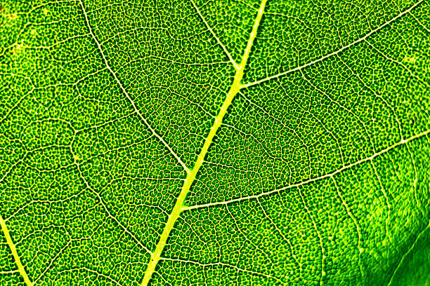 istock Macro shot of a leaf 177978238