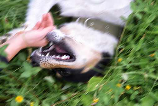 An aggressive dog wants to bite a person's hand, animal rabies.