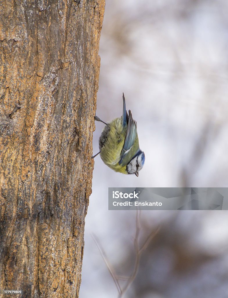 Cyanistes caeruleus na drzewo - Zbiór zdjęć royalty-free (Biały)