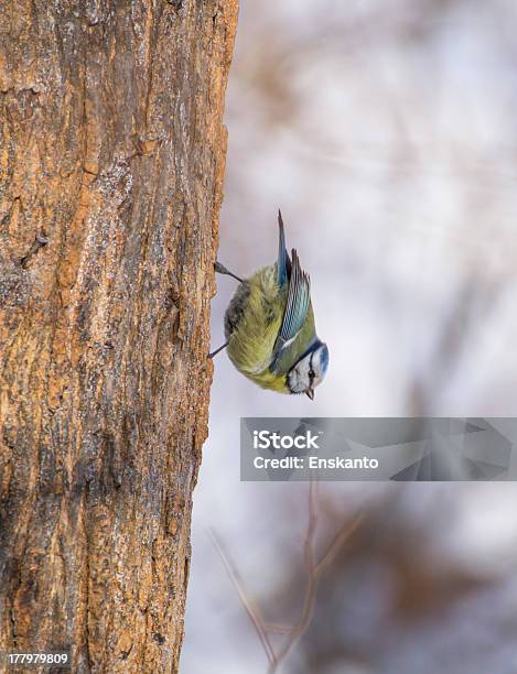 Foto de Cyanistes Caeruleus Na Árvore e mais fotos de stock de Amarelo - Amarelo, Animal, Animal selvagem