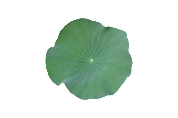 istock Lotus or waterlily leaf 1779799525
