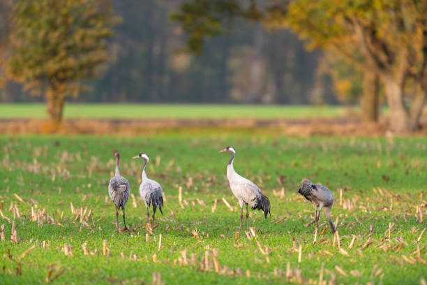istock Crane birds resting and feeding in a field during autumn migration 1779800128