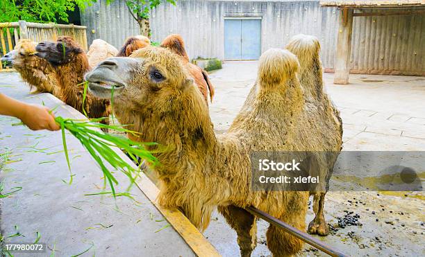 Camello Foto de stock y más banco de imágenes de Aire libre - Aire libre, Animal, Arabia