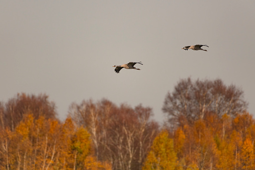 Crane birds or Common Cranes or Eurasian Cranes (Grus Grus) flying in the air during the autumn migration over the moors of Diepholz in Germany. The cranes feed and rest in the fields around the moors in  Lower Saxony, Germany during their migration from the breeding grounds in Northern Germany, Poland and Scandinavia to their winter habitats in Spain and Northern Africa.