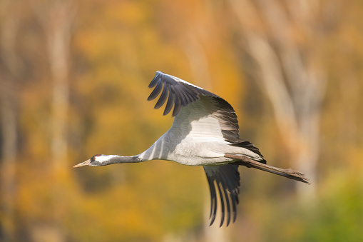 Crane birds or Common Cranes or Eurasian Cranes (Grus Grus) flying in mid air in a sunset during the autumn migration over the moors of Diepholz in Germany. The cranes feed and rest in the fields around the moors in  Lower Saxony, Germany during their migration from the breeding grounds in Northern Germany, Poland and Scandinavia to their winter habitats in Spain and Northern Africa.