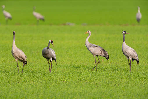 Common Cranes or Eurasian Cranes (Grus Grus) feeding and resting in a field near Diepholz in Germany during the autumn migration. The cranes feed and rest in the fields around the moors in  Lower Saxony, Germany during their migration from the breeding grounds in Northern Germany, Poland and Scandinavia to their winter habitats in Spain and Northern Africa.
