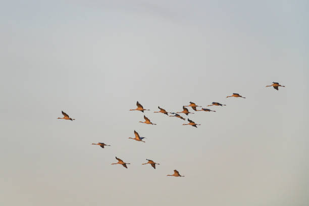 istock Crane birds adults flying in mid air during the autumn migration 1779802415