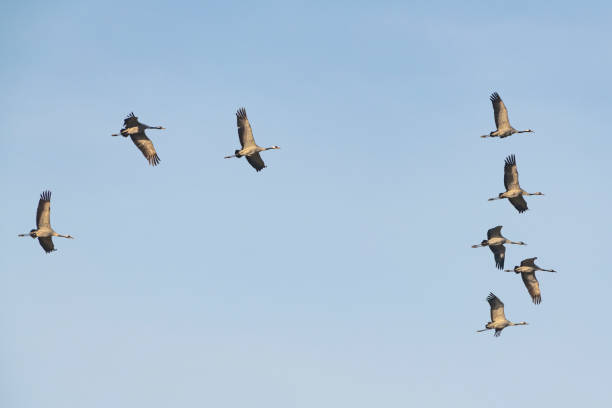 istock Crane birds flying in mid air during the autumn migration 1779803004
