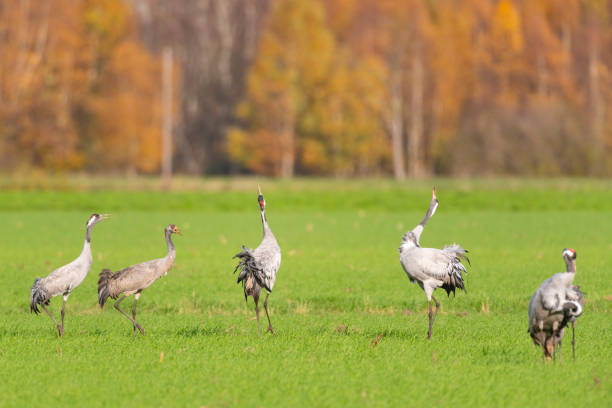 istock Crane birds displaying in a field during autumn migration 1779804135