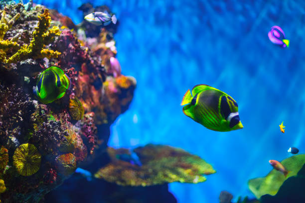 istock Tropical fish swimming in underwater paradise 1779807680