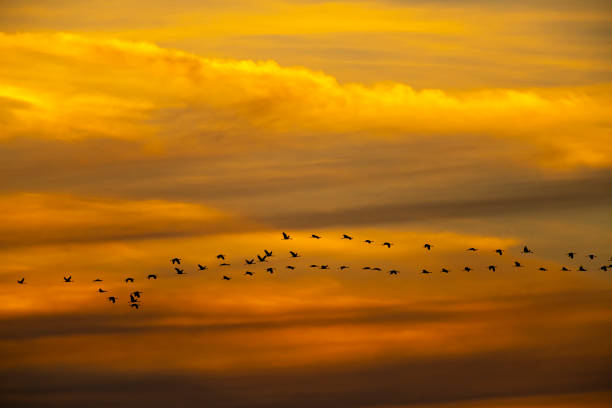 Crane birds or Common Cranes or Eurasian Cranes (Grus Grus) flying in mid air in a sunset during the autumn migration over the moors of Diepholz in Germany. The cranes feed and rest in the fields around the moors in  Lower Saxony, Germany during their migration from the breeding grounds in Northern Germany, Poland and Scandinavia to their winter habitats in Spain and Northern Africa.