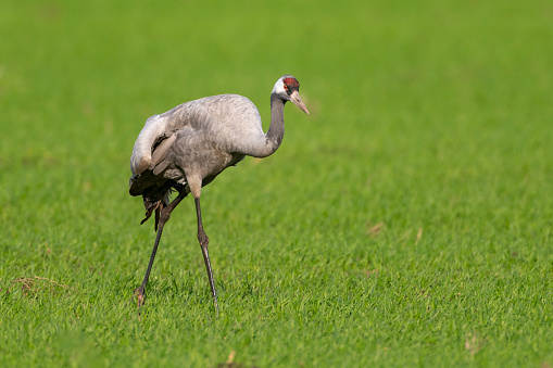 Common Crane or Eurasian Crane (Grus Grus) feeding and resting in a field near Diepholz in Germany during the autumn migration. The cranes feed and rest in the fields around the moors in  Lower Saxony, Germany during their migration from the breeding grounds in Northern Germany, Poland and Scandinavia to their winter habitats in Spain and Northern Africa.