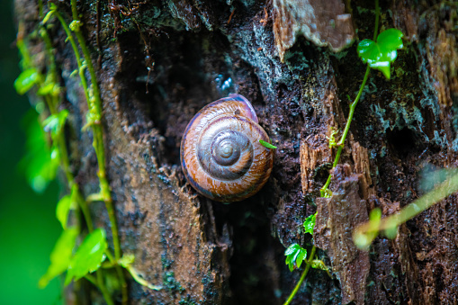 This is an image of a living snail in nature.