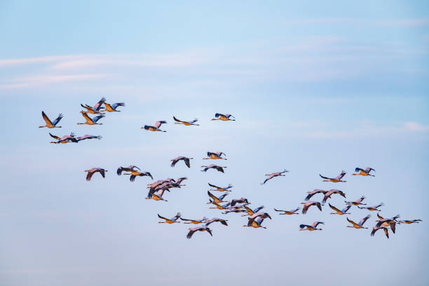 istock Crane birds or Common Cranes flying in a sunset during the autumn migration 1779809321