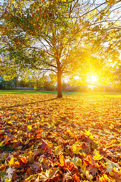 istock Sunny autumn foliage 177982363