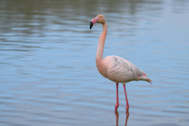A Greater Flamingos standing in the water, sunny morning in springtime, Camargue (Provence, France)