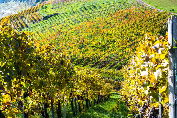 istock fantastic autumn colors in the vineyard 1779833103