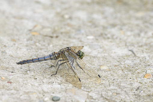 A black tailed skimmer resting on the ground, sunny day in summer, Vienna (Austria)