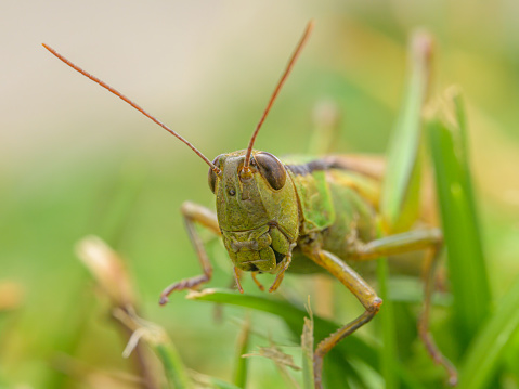 Portrait of a green grasshopper (Mecostethus parapleurus) sitting in the grass, sunny day in autumn, Vienna (Austria)