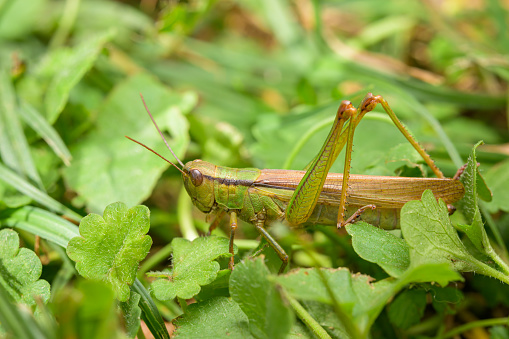 A green grasshopper (Mecostethus parapleurus) sitting in the grass, sunny day in autumn, Vienna (Austria)