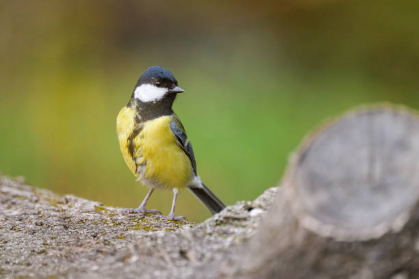 istock A great tit sitting on a branch 1779834772