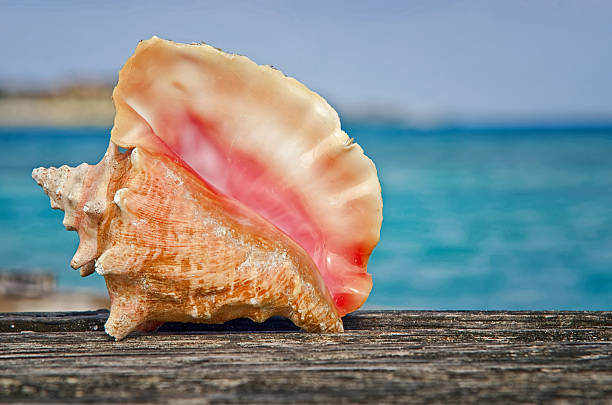 Queen conch on the Dock A queen conch shell on the dock in the Bahamas. conch shell photos stock pictures, royalty-free photos & images