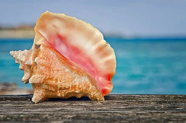 A queen conch shell on the dock in the Bahamas.