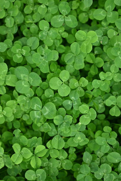 istock concept of sustainable development, macro green clover leaves 1779853451