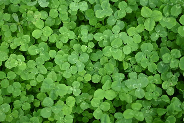 istock concept of sustainable development, macro green clover leaves 1779853993
