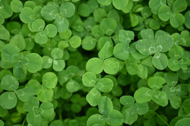 istock concept of sustainable development, macro green clover leaves 1779853998