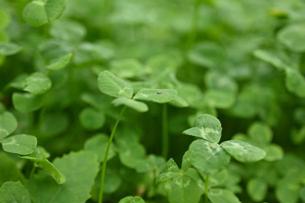 concept of sustainable development, macro green clover leaves - corned beef red meat irish cuisine focus on foreground imagens e fotografias de stock