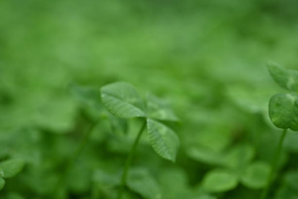 concept of sustainable development, macro green clover leaves - corned beef red meat irish cuisine focus on foreground imagens e fotografias de stock