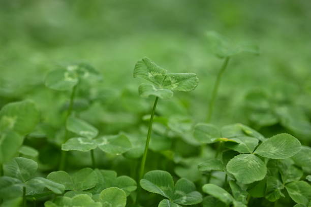 istock concept of sustainable development, macro green clover leaves 1779854033