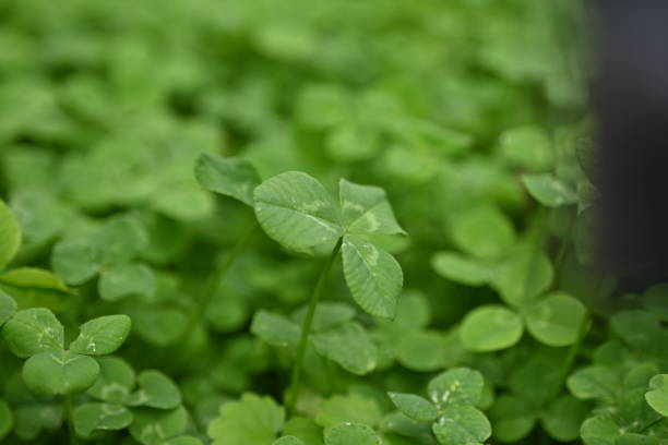 concept of sustainable development, macro green clover leaves - corned beef red meat irish cuisine focus on foreground imagens e fotografias de stock