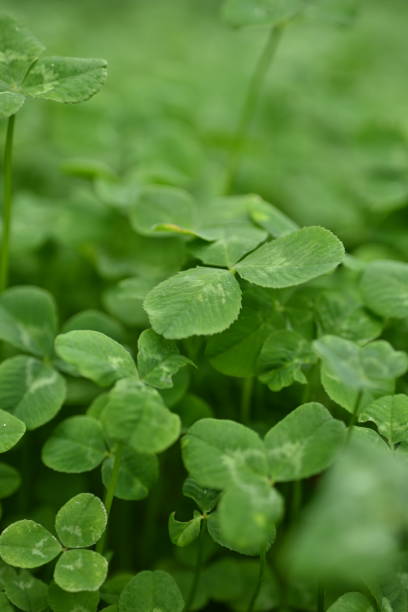 concept of sustainable development, macro green clover leaves - corned beef red meat irish cuisine focus on foreground imagens e fotografias de stock